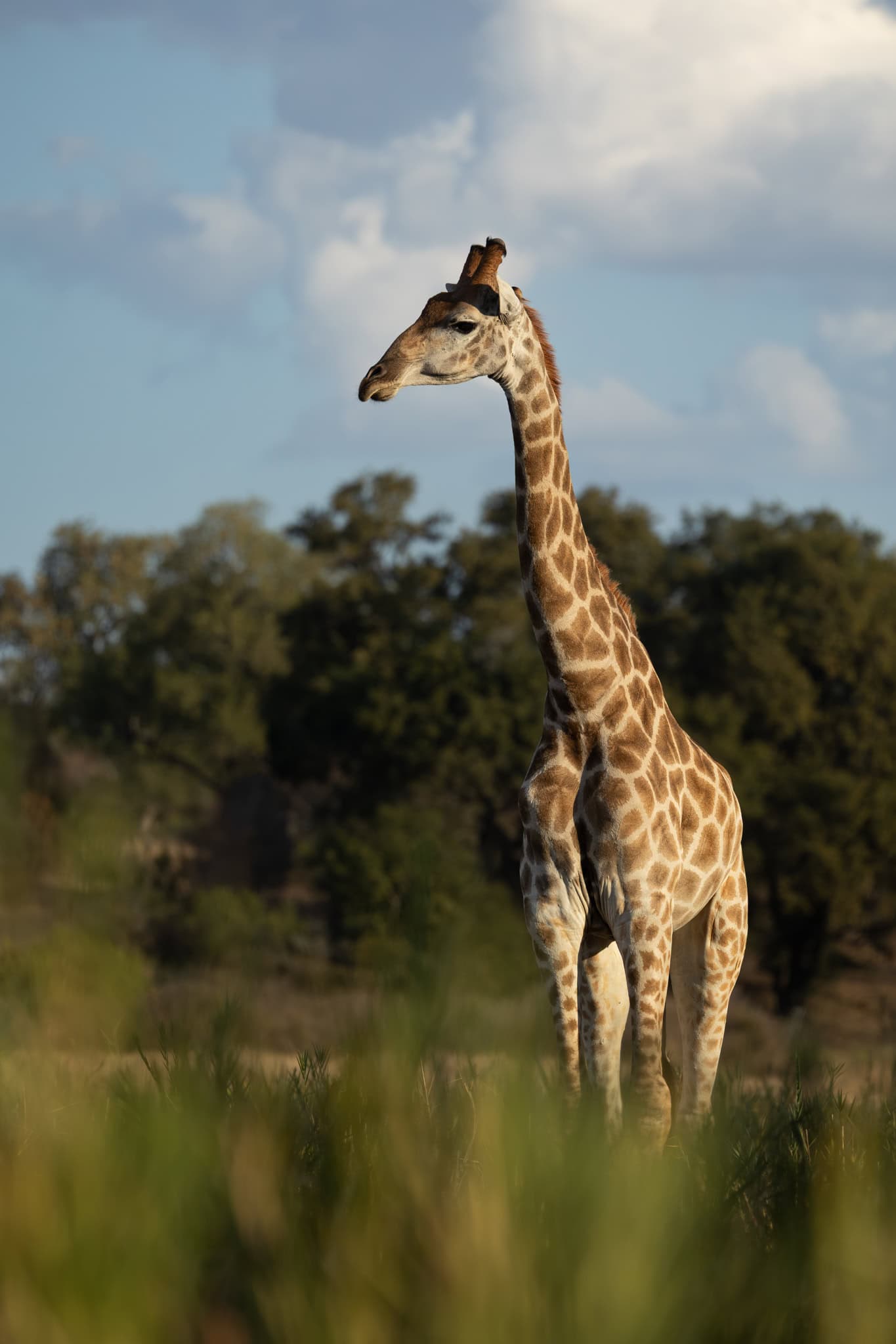 Tall giraffe standing in the savannah with blue sky