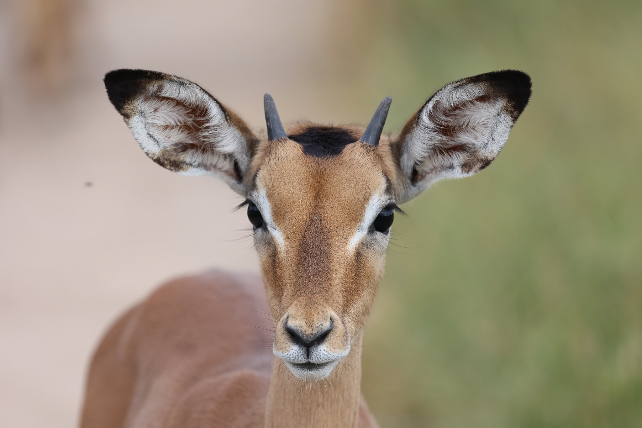 Pair of vultures resting on a tall tree under a cloudy sky