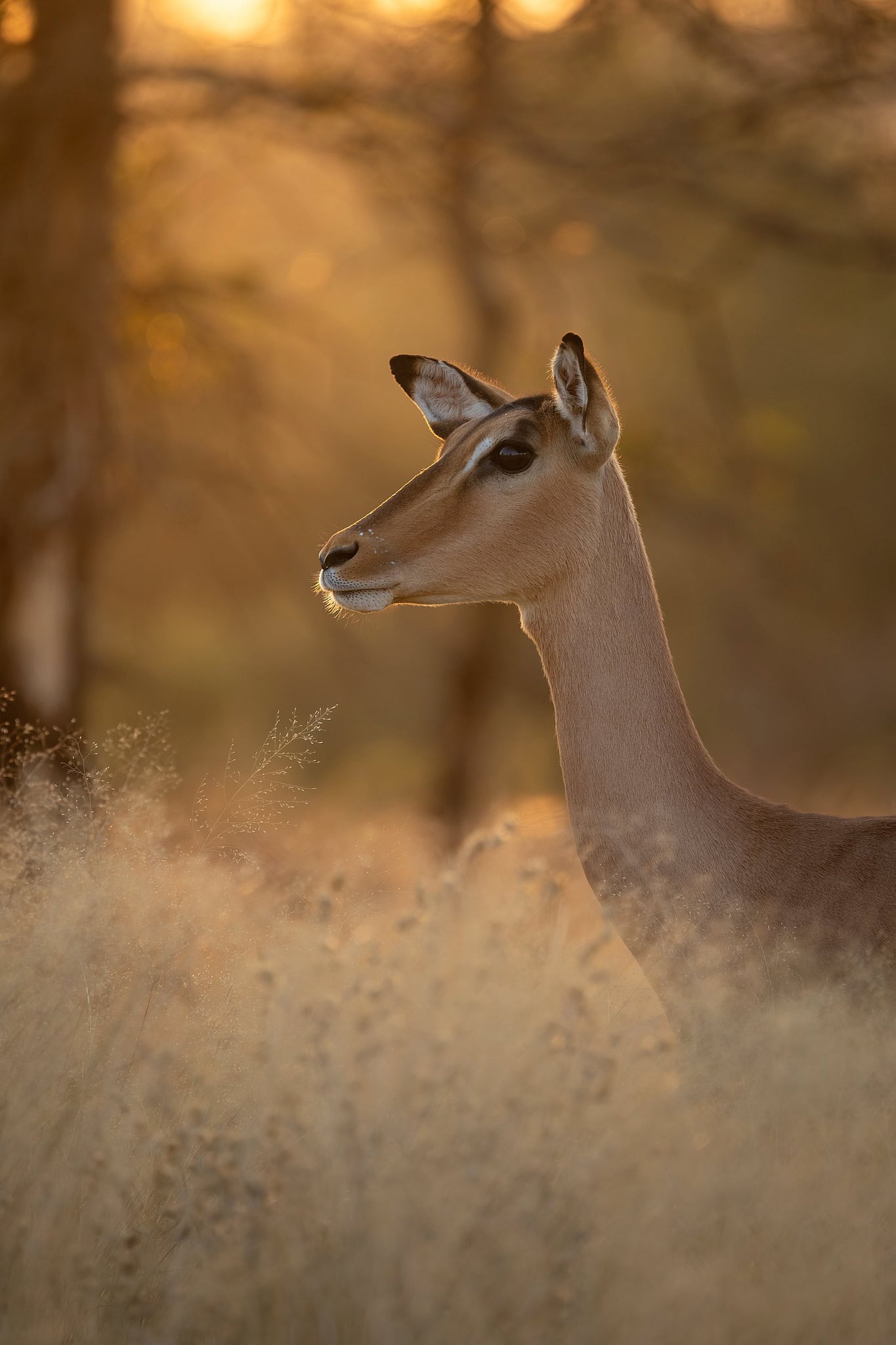 Side profile of an impala in golden sunset light, glowing grass in the background.