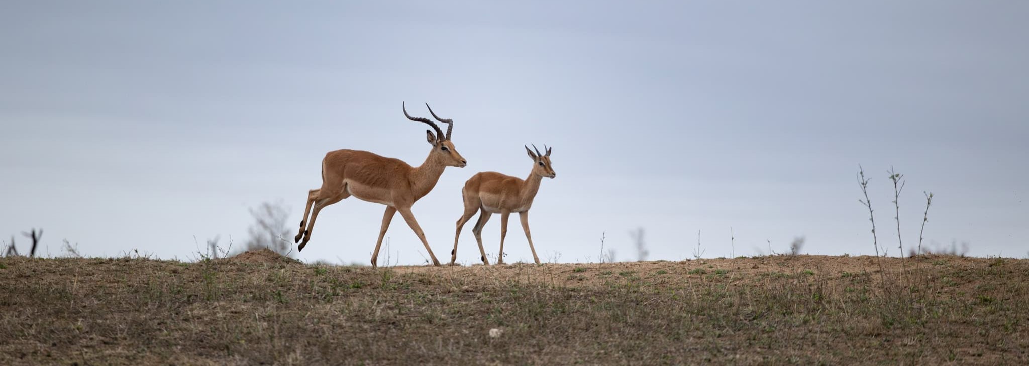 Two impalas walking on the open savannah under a cloudy sky, South Africa safari.