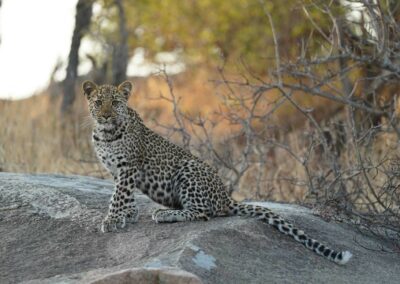 Young leopard cub sitting alert on a granite rock surrounded by dry bushveld