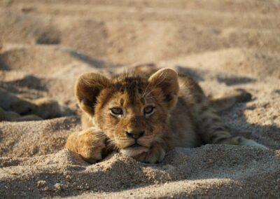 Lion cub lying on a sandy riverbed in golden sunlight