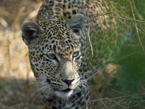 Close-up of an African leopard peering through dry grass in the bushveld