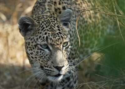 Close-up of an African leopard peering through dry grass in the bushveld
