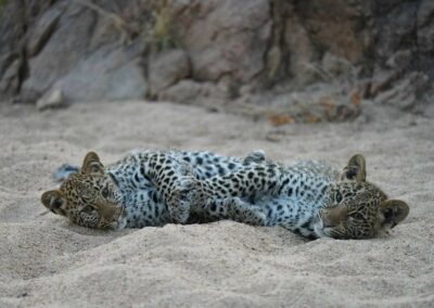 Two leopard cubs lying close together on a sandy riverbed