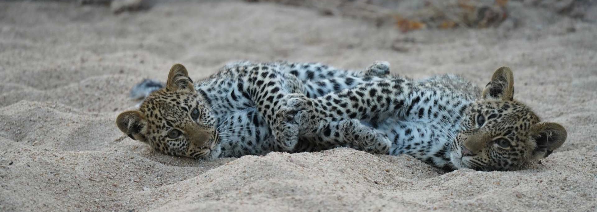 Two leopard cubs lying close together on a sandy riverbed