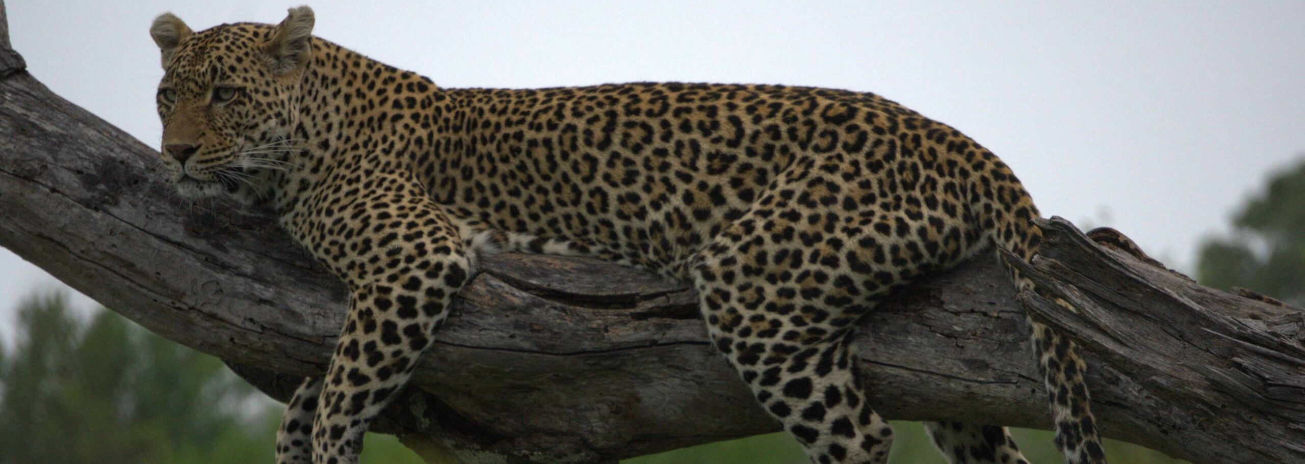 Leopard resting on a large tree branch in the African wilderness