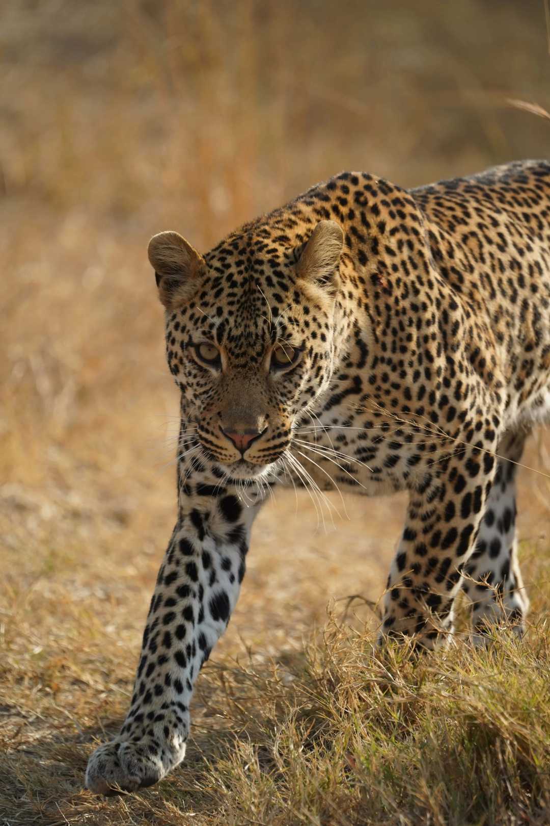 Adult leopard walking confidently through tall golden grass in the African bushveld
