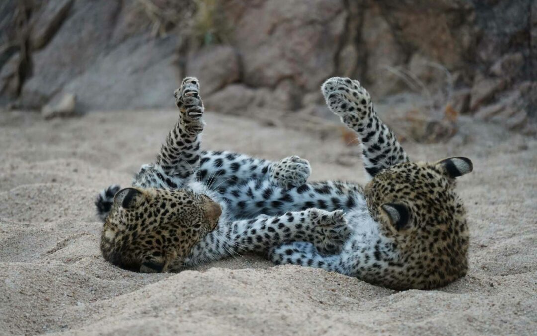 Bayede Travel Demo Post