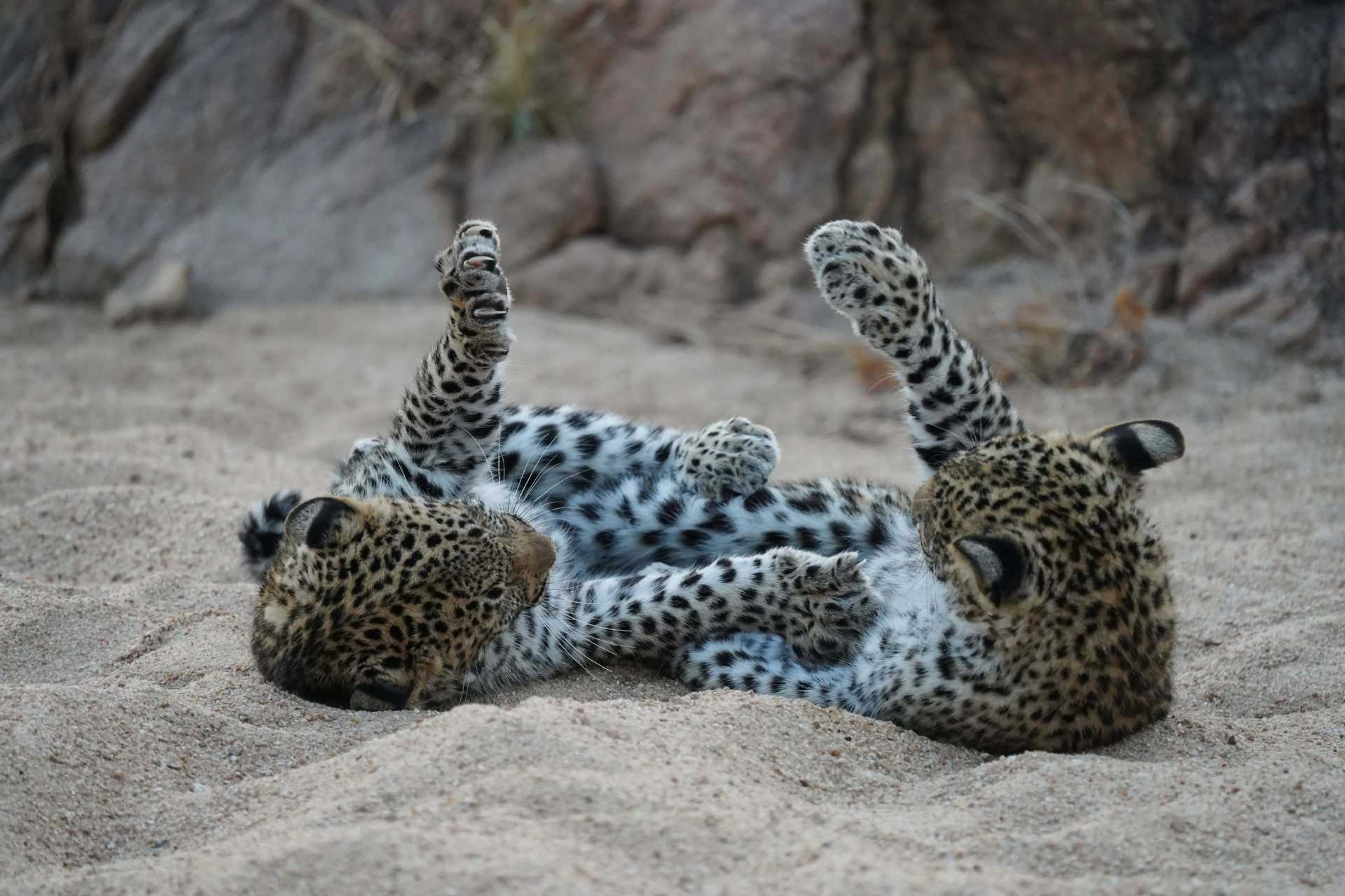 Two young leopard cubs playing and rolling together on a sandy riverbed