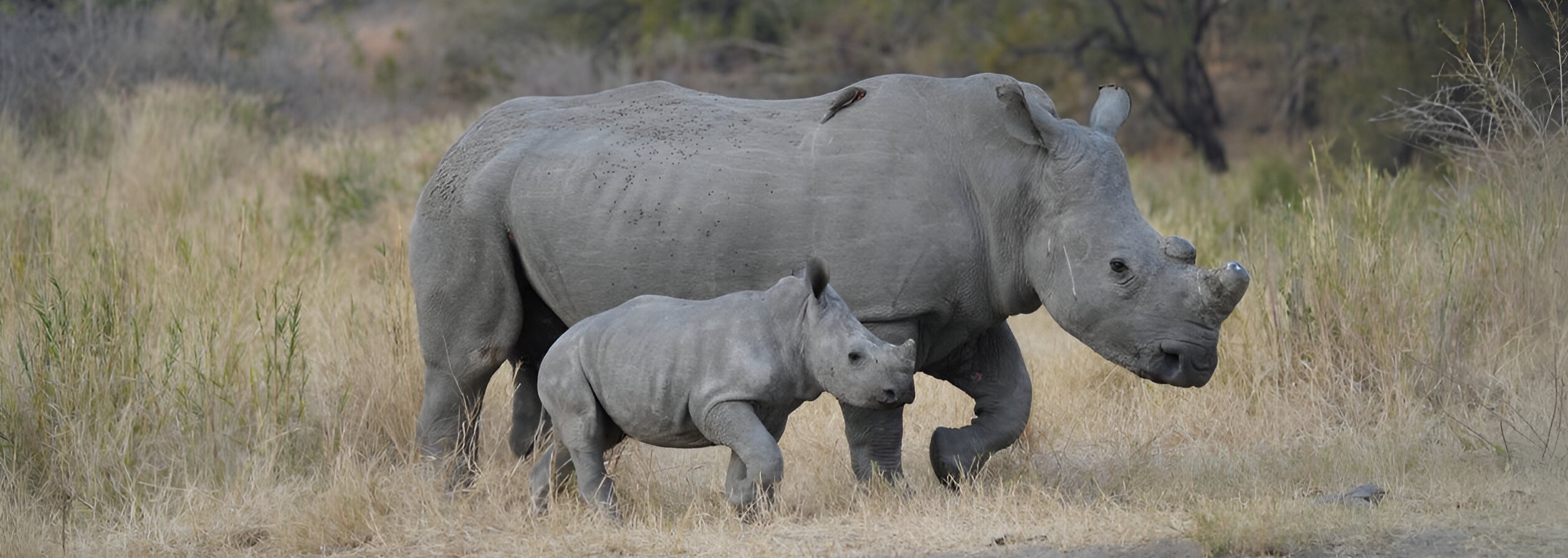 White rhinoceros and its calf standing in tall green grass in the African savanna
